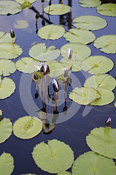 Unopened Lotus Flowers Growing in the Middle of a Pond in the Garden Surrounded by Lily Pads