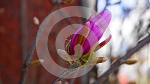 Unopened magnolia flower on the branch close up.