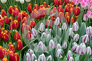 Unopened multicolored tulips in juicy green. Beautiful spring floral background for greeting cards, wallpaper, design