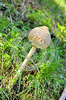 Unopened parasol mushroom macrolepiota procera