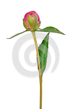 Unopened peony bud