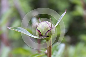 An unopened peony Bud. Close up. Selective focus