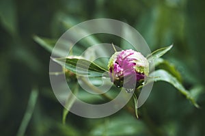 An unopened peony with raindrops on its petals.