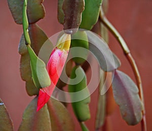 UNOPENED PINK CRAB CLAW FLOWER ON A  CACTUS