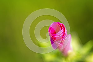 An unopened pink rose bud in the garden. The beauty of nature, holidays and landscape design. Close-up. Space for text