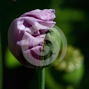 An unopened poppy Bud on a stem with lilac-colored petals