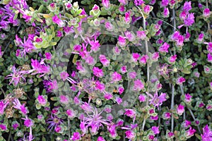 Unopened purple buds. Drosanthemum floribundum, rodondo creeper, pale dewplant, or dew-flower photo