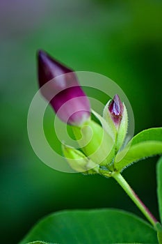 Unopened purple flower bud