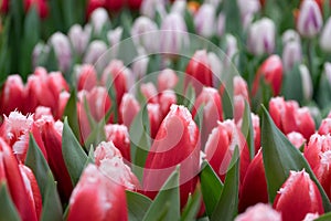 Unopened red fringed tulips closeup in fresh greenery on blurred background. Rich spring colors of nature for design. Concept of