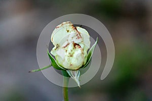 Unopened rose bud nearing bloom