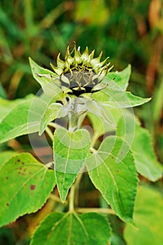 Unopened sunflower