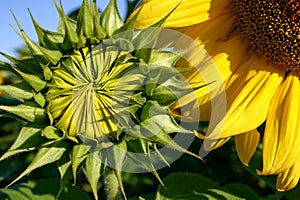 An unopened sunflower fresh new growth against a blue sky