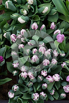 Unopened tender white-purple tulips in lush of fresh greenery. Spring floral vertical background as blank for your design. Concept