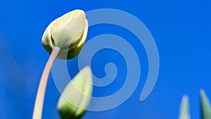 Unopened tulip bud on blue sky background