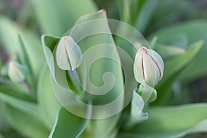 Unopened by tulips, soft focus. Nature green foliage background.