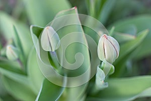 Unopened by tulips, soft focus. Nature green foliage background. photo