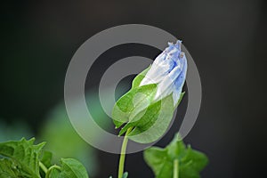 UNOPENED WEED FLOWER