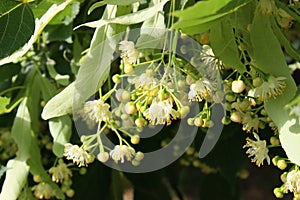 Unopened White Flowers of Linden in June Close-Up