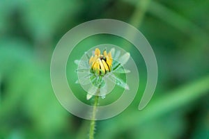 Unopened wild tickseed flower