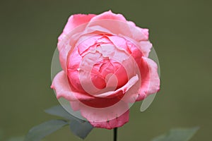 An unopned pink coloured rose in a plant