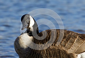 Unordinary portrait of a Canada goose photo