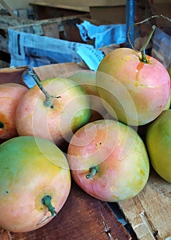 Unpack the Gedong Gincu Mango from the chest.