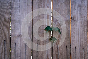 Unpainted fence made of light wooden boards with nail hats.