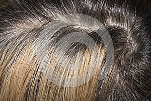 Unpainted hair roots.