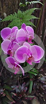 The unparalleled beauty of the Phalaenopsis Orchid