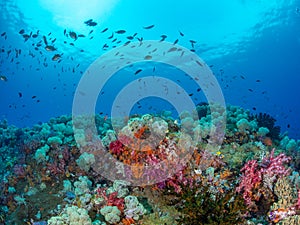 Unparalleled levels of marine diversity. Misool, Raja Ampat, Indonesia