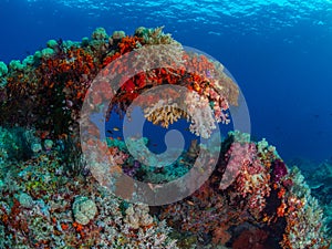 Unparalleled levels of marine diversity. Misool, Raja Ampat, Indonesia