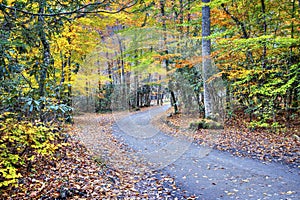 Unpaved Fall road with colorful trees photo