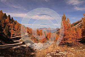 An unpaved path going through an autumn larch forest with mountains in the backgroud and blue sky photo
