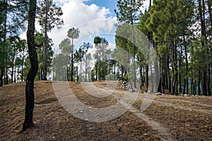 Unpaved road in the forest going nowhere in the mountains