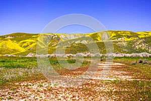 Unpaved road leading to mountains covered in wildflowers during a super bloom, Carrizo Plain National Monument