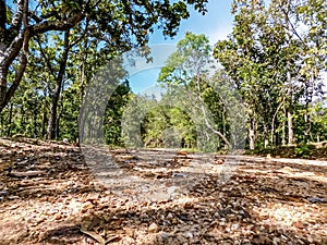 Unpaved road in a Thai forest photo