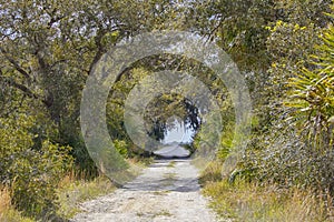 Unpaved Road And Trail At Kissimmee Prairie Preserve State Park