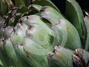 Unpeeled artichoke.