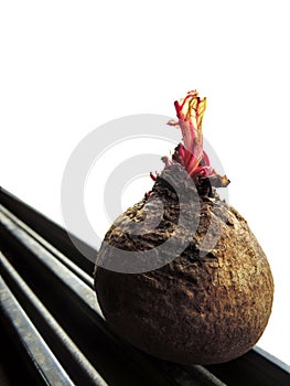 unpeeled beetroot taproot with brown outer layer with shoots growing on top, placed on a groovy black base