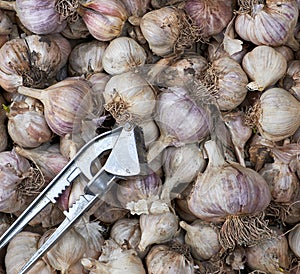 Unpeeled fresh garlic fruits and iron hand press