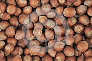 Unpeeled hazelnuts background texture. hazelnuts in shell