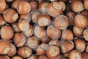 Unpeeled hazelnuts background texture. hazelnuts in shell