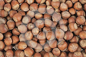 Unpeeled hazelnuts background texture. hazelnuts in shell