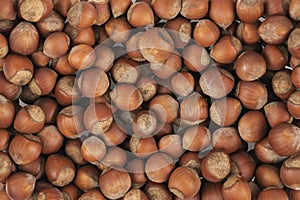 Unpeeled hazelnuts background texture. hazelnuts in shell
