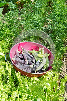 Unpeeled marrowfat and green peas in vegetable garden
