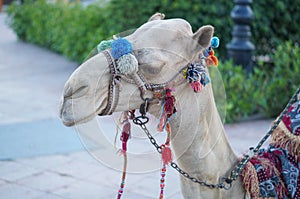 Unperturbed Camel in Egypt