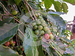 Unpick coffee beans in the coffee farm