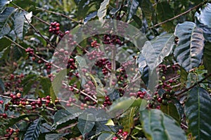 Unpicked coffee berries in Nicaragua