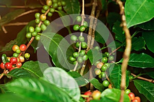 Unpicked coffee raw beans