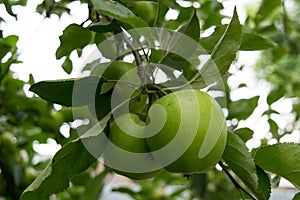 Unpicked fresh organic green unripe apples with natural leaves background